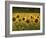 Beautiful Sunflower Field, Cape Elizabeth,Maine-Nance Trueworthy-Framed Photographic Print