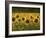 Beautiful Sunflower Field, Cape Elizabeth,Maine-Nance Trueworthy-Framed Photographic Print