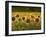 Beautiful Sunflower Field, Cape Elizabeth,Maine-Nance Trueworthy-Framed Photographic Print