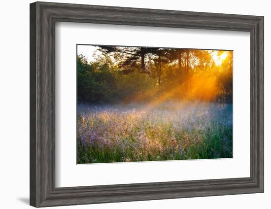 Beautiful Sunrise over a Summer Blossoming Meadow-yanikap-Framed Photographic Print