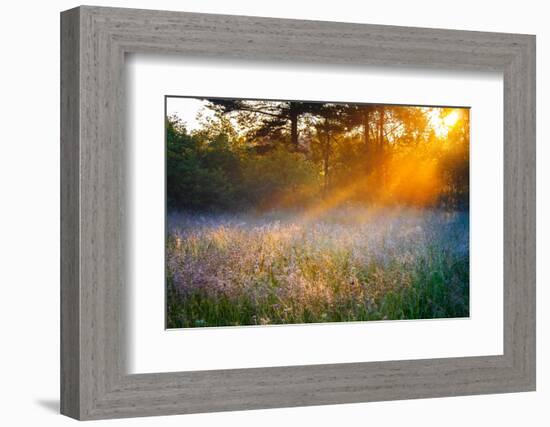 Beautiful Sunrise over a Summer Blossoming Meadow-yanikap-Framed Photographic Print