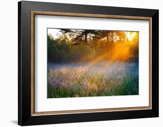 Beautiful Sunrise over a Summer Blossoming Meadow-yanikap-Framed Photographic Print