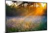 Beautiful Sunrise over a Summer Blossoming Meadow-yanikap-Mounted Photographic Print