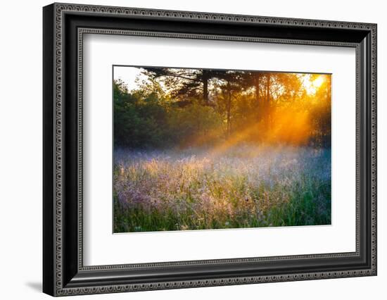 Beautiful Sunrise over a Summer Blossoming Meadow-yanikap-Framed Photographic Print