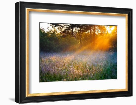 Beautiful Sunrise over a Summer Blossoming Meadow-yanikap-Framed Photographic Print