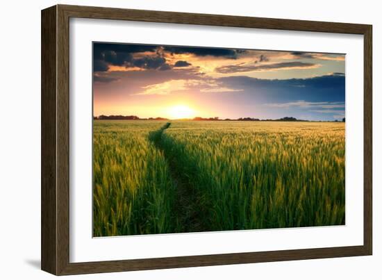 Beautiful Sunset, Field with Pathway to Sun, Green Wheat-Oleg Saenco-Framed Premium Photographic Print