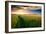 Beautiful Sunset, Field with Pathway to Sun, Green Wheat-Oleg Saenco-Framed Premium Photographic Print