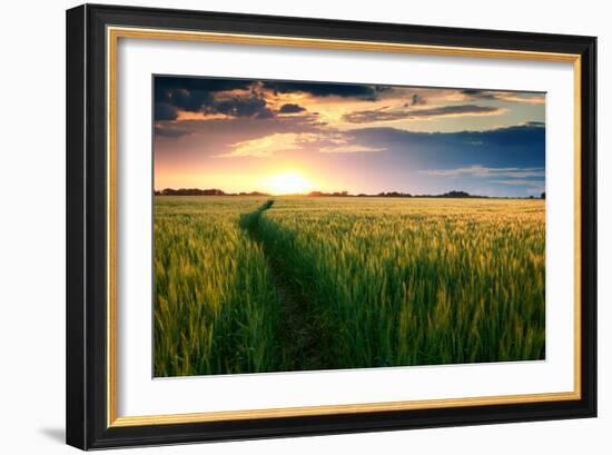 Beautiful Sunset, Field with Pathway to Sun, Green Wheat-Oleg Saenco-Framed Premium Photographic Print