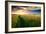 Beautiful Sunset, Field with Pathway to Sun, Green Wheat-Oleg Saenco-Framed Premium Photographic Print