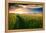 Beautiful Sunset, Field with Pathway to Sun, Green Wheat-Oleg Saenco-Framed Premier Image Canvas