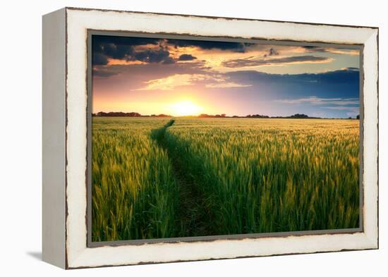 Beautiful Sunset, Field with Pathway to Sun, Green Wheat-Oleg Saenco-Framed Premier Image Canvas