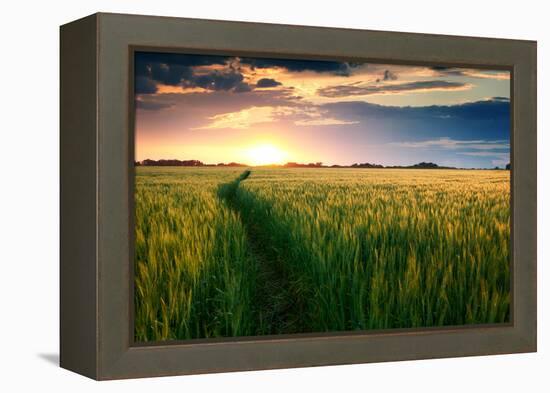 Beautiful Sunset, Field with Pathway to Sun, Green Wheat-Oleg Saenco-Framed Premier Image Canvas