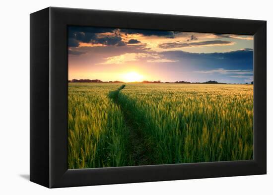 Beautiful Sunset, Field with Pathway to Sun, Green Wheat-Oleg Saenco-Framed Premier Image Canvas