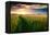 Beautiful Sunset, Field with Pathway to Sun, Green Wheat-Oleg Saenco-Framed Premier Image Canvas