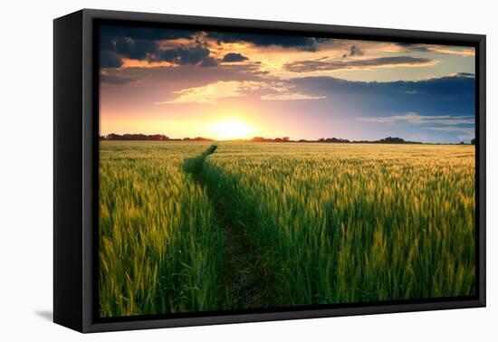 Beautiful Sunset, Field with Pathway to Sun, Green Wheat-Oleg Saenco-Framed Premier Image Canvas