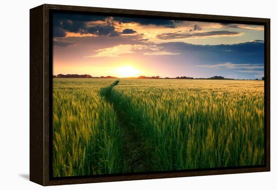 Beautiful Sunset, Field with Pathway to Sun, Green Wheat-Oleg Saenco-Framed Premier Image Canvas