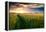 Beautiful Sunset, Field with Pathway to Sun, Green Wheat-Oleg Saenco-Framed Premier Image Canvas