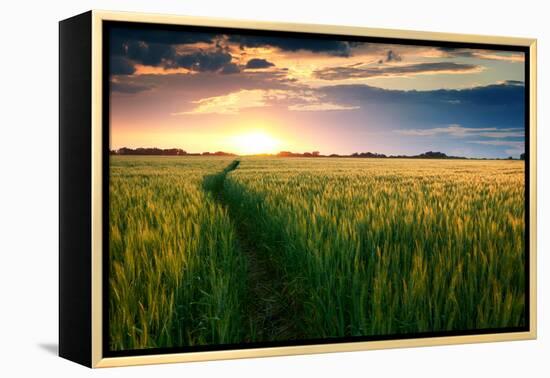 Beautiful Sunset, Field with Pathway to Sun, Green Wheat-Oleg Saenco-Framed Premier Image Canvas