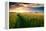 Beautiful Sunset, Field with Pathway to Sun, Green Wheat-Oleg Saenco-Framed Premier Image Canvas