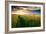 Beautiful Sunset, Field with Pathway to Sun, Green Wheat-Oleg Saenco-Framed Photographic Print