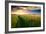 Beautiful Sunset, Field with Pathway to Sun, Green Wheat-Oleg Saenco-Framed Photographic Print