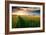 Beautiful Sunset, Field with Pathway to Sun, Green Wheat-Oleg Saenco-Framed Photographic Print