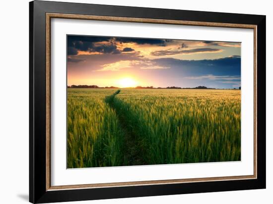 Beautiful Sunset, Field with Pathway to Sun, Green Wheat-Oleg Saenco-Framed Photographic Print