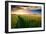 Beautiful Sunset, Field with Pathway to Sun, Green Wheat-Oleg Saenco-Framed Photographic Print