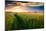 Beautiful Sunset, Field with Pathway to Sun, Green Wheat-Oleg Saenco-Mounted Photographic Print