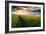 Beautiful Sunset, Field with Pathway to Sun, Green Wheat-Oleg Saenco-Framed Photographic Print