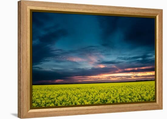 Beautiful Sunset in the Field-Oleg Saenco-Framed Premier Image Canvas