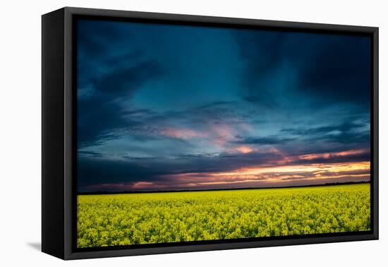 Beautiful Sunset in the Field-Oleg Saenco-Framed Premier Image Canvas