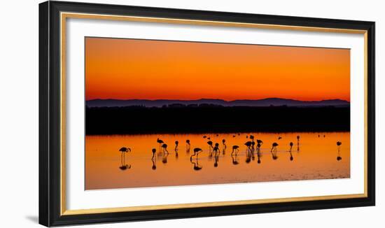 Beautiful Sunset Panorama with Flamingos Silhouettes, National Park Camargue, Provence, France-Jakub Gojda-Framed Photographic Print