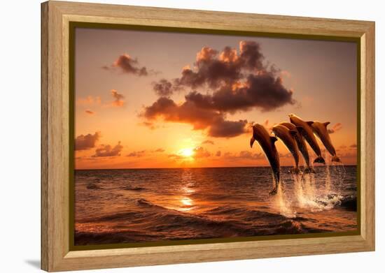 Beautiful Sunset with Dolphins Jumping-balaikin2009-Framed Premier Image Canvas