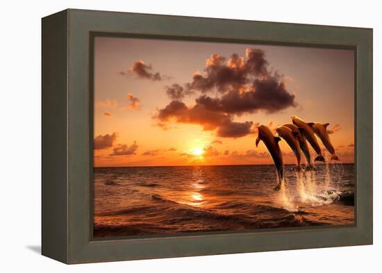 Beautiful Sunset with Dolphins Jumping-balaikin2009-Framed Premier Image Canvas