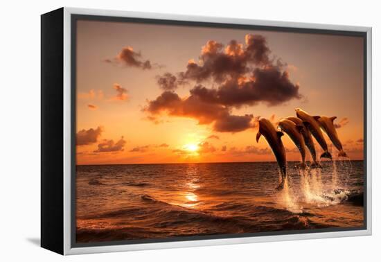 Beautiful Sunset with Dolphins Jumping-balaikin2009-Framed Premier Image Canvas