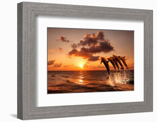 Beautiful Sunset with Dolphins Jumping-balaikin2009-Framed Photographic Print