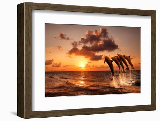 Beautiful Sunset with Dolphins Jumping-balaikin2009-Framed Photographic Print