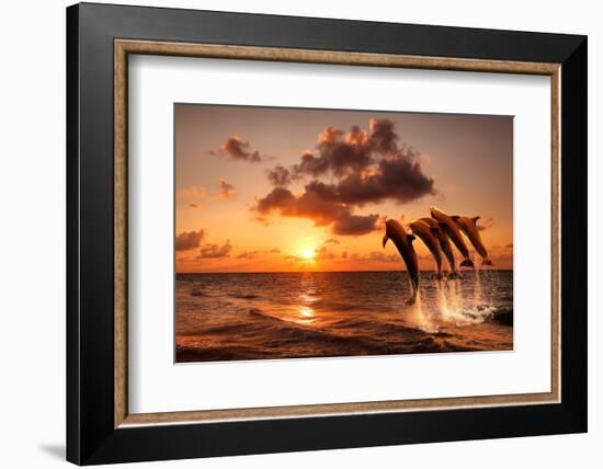 Beautiful Sunset with Dolphins Jumping-balaikin2009-Framed Photographic Print
