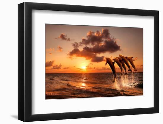 Beautiful Sunset with Dolphins Jumping-balaikin2009-Framed Photographic Print