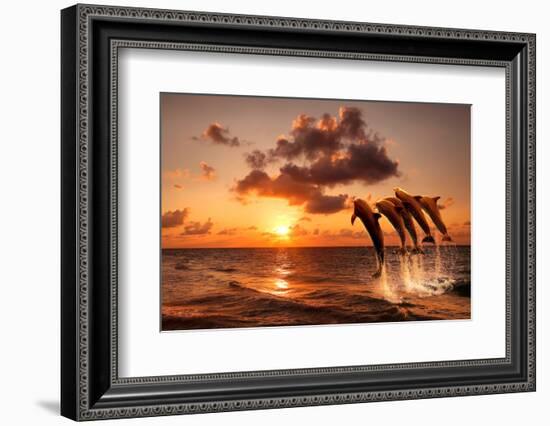 Beautiful Sunset with Dolphins Jumping-balaikin2009-Framed Photographic Print