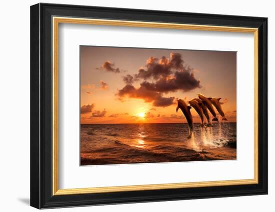 Beautiful Sunset with Dolphins Jumping-balaikin2009-Framed Photographic Print