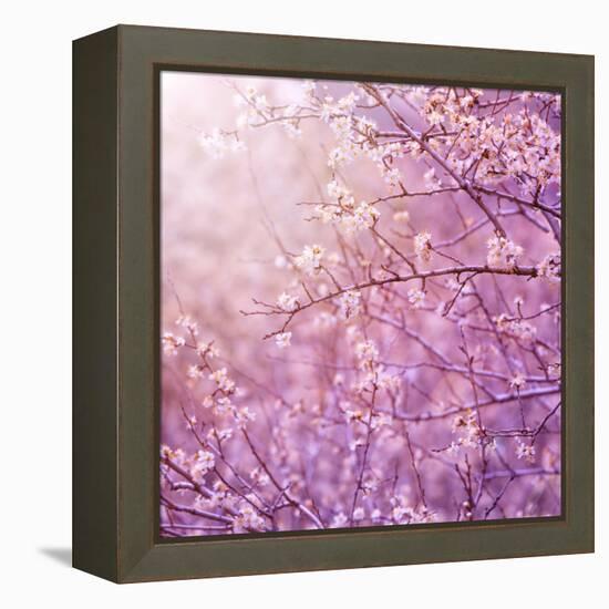 Beautiful Tender Cherry Tree Blossom in Morning Purple Sun Light-Anna Omelchenko-Framed Premier Image Canvas