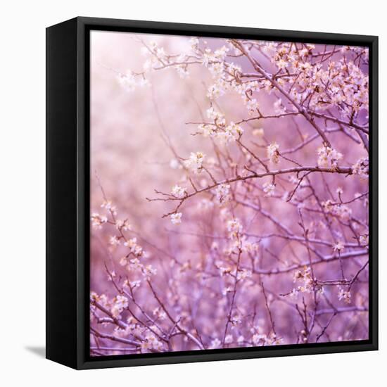 Beautiful Tender Cherry Tree Blossom in Morning Purple Sun Light-Anna Omelchenko-Framed Premier Image Canvas