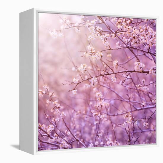 Beautiful Tender Cherry Tree Blossom in Morning Purple Sun Light-Anna Omelchenko-Framed Premier Image Canvas