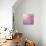 Beautiful Tender Cherry Tree Blossom in Morning Purple Sun Light-Anna Omelchenko-Premium Photographic Print displayed on a wall