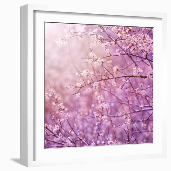 Beautiful Tender Cherry Tree Blossom in Morning Purple Sun Light-Anna Omelchenko-Framed Premium Photographic Print