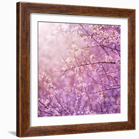 Beautiful Tender Cherry Tree Blossom in Morning Purple Sun Light-Anna Omelchenko-Framed Photographic Print