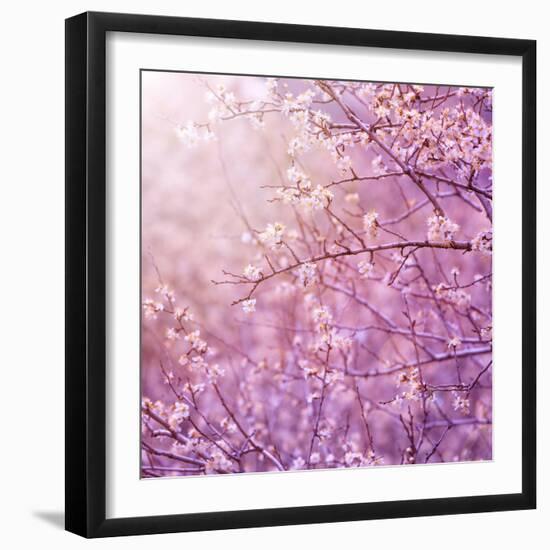 Beautiful Tender Cherry Tree Blossom in Morning Purple Sun Light-Anna Omelchenko-Framed Photographic Print