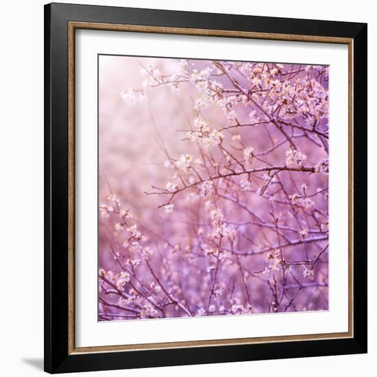 Beautiful Tender Cherry Tree Blossom in Morning Purple Sun Light-Anna Omelchenko-Framed Photographic Print